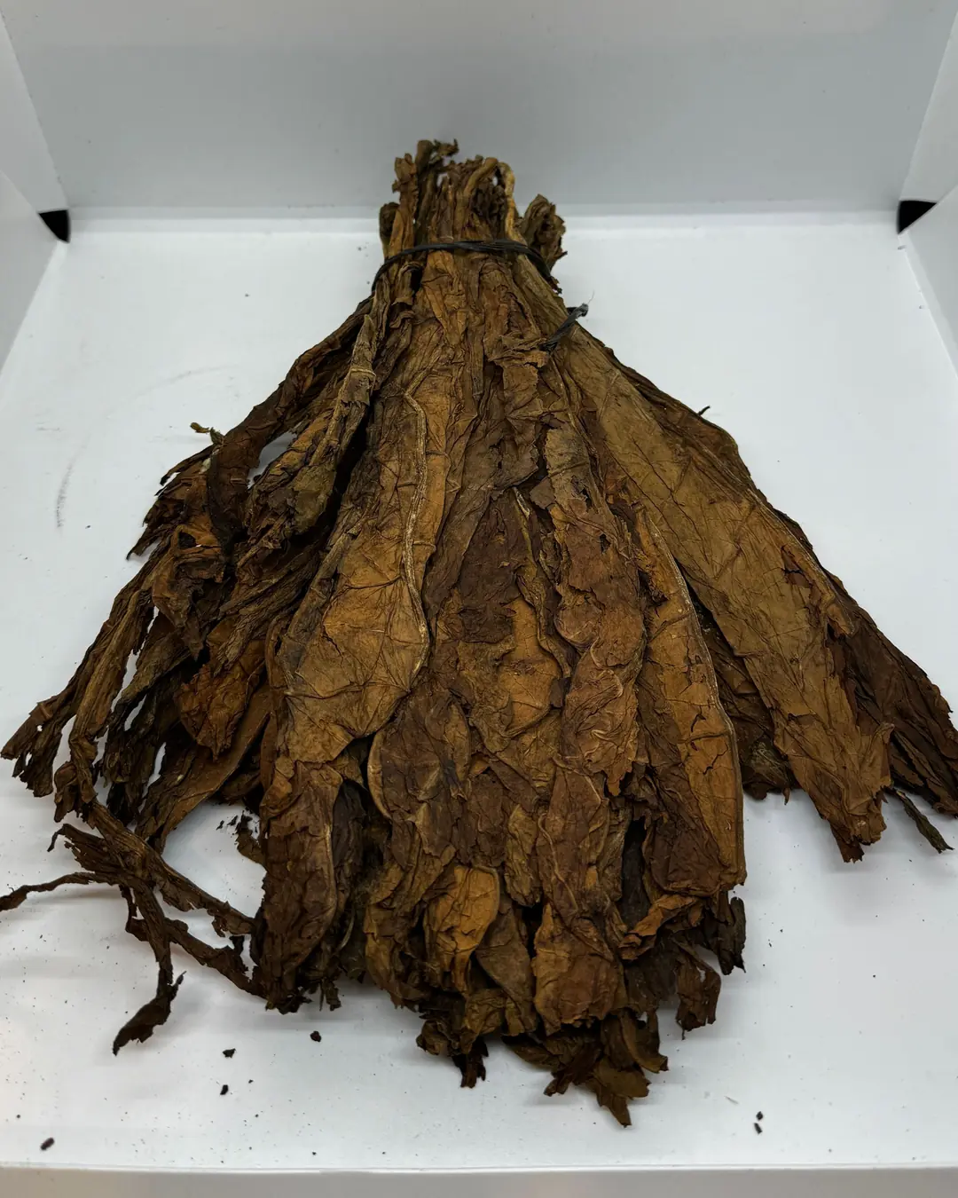 Manojo de hojas de tabaco secas, de pie sobre fondo blanco.